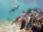 Cenotes , Turtles & Beach Club/ Akumal - Image 2