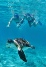 Cenotes , Turtles & Beach Club/ Akumal