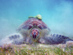 Cenotes , Turtles & Beach Club/ Akumal - Image 4