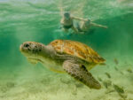 Coba & Turtle Advenutre / Akumal - Image 5