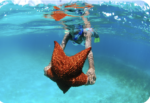 Snorkeling & Catamaran to Isla Saona Tour - Image 6